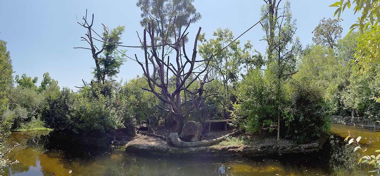 Pantanal: Golden-bellied capuchin island 2 panorama
