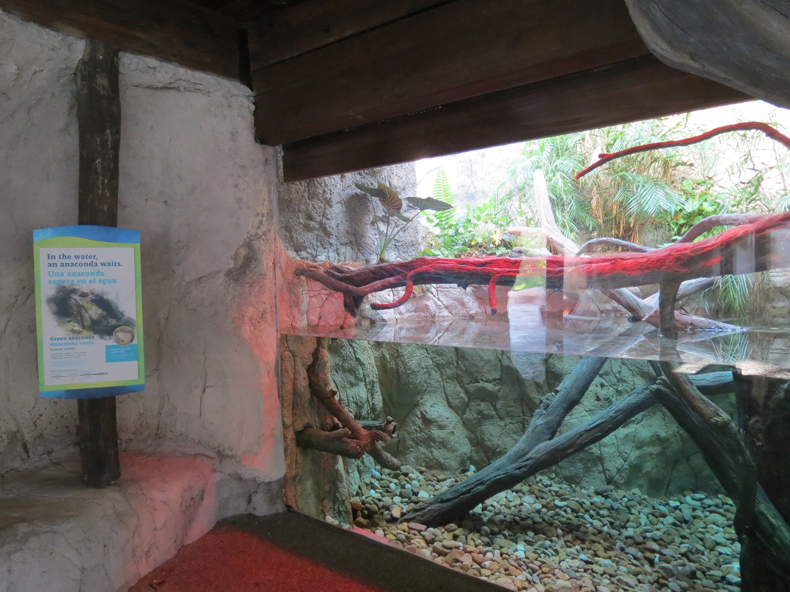 Pantanal - Green Anaconda Exhibit