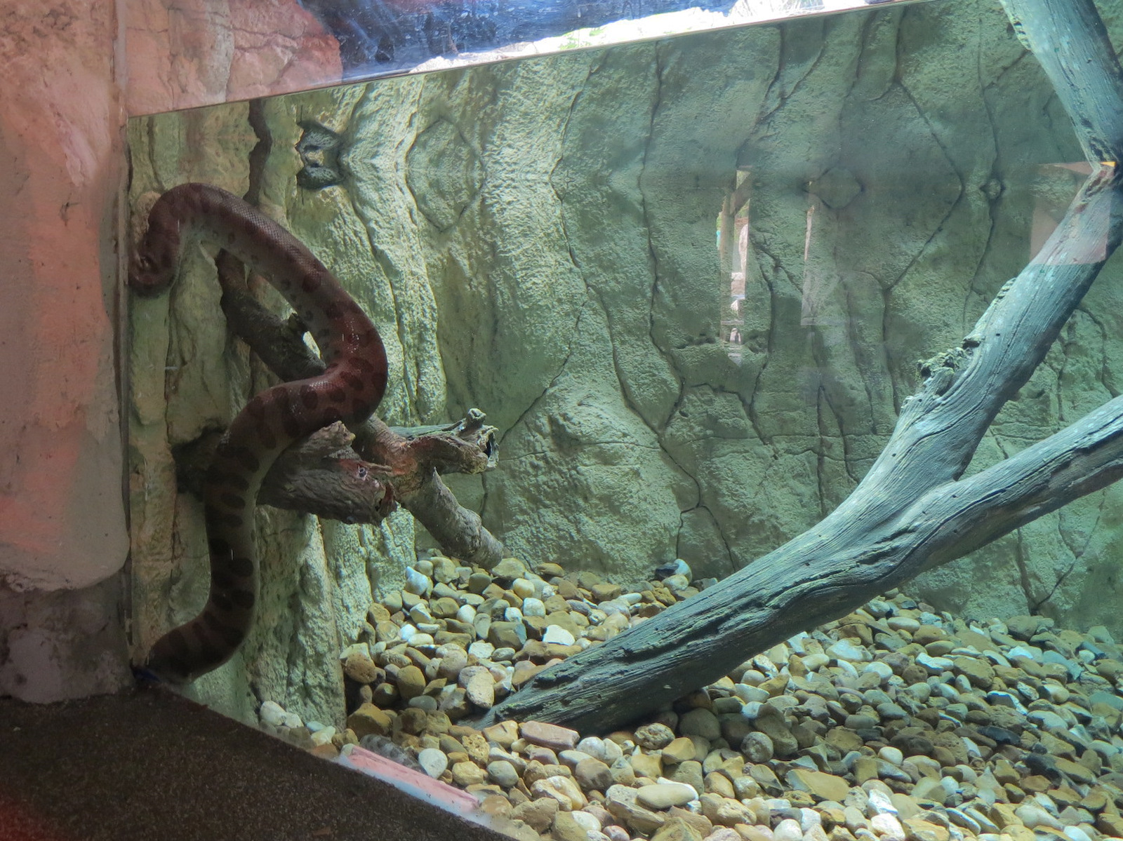 Pantanal - Green Anaconda Exhibit