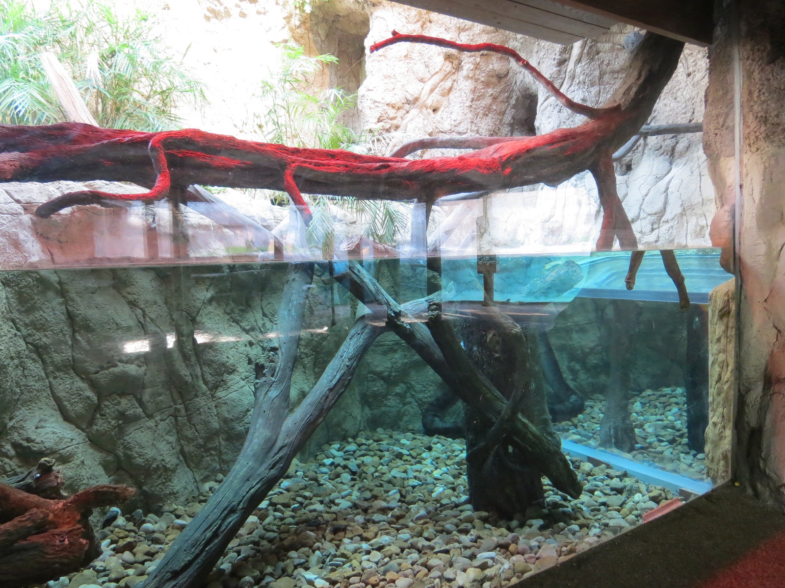 Pantanal - Green Anaconda Exhibit
