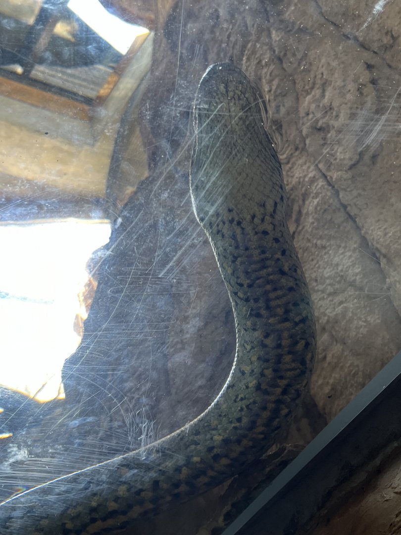 Pantanal-Green Anaconda