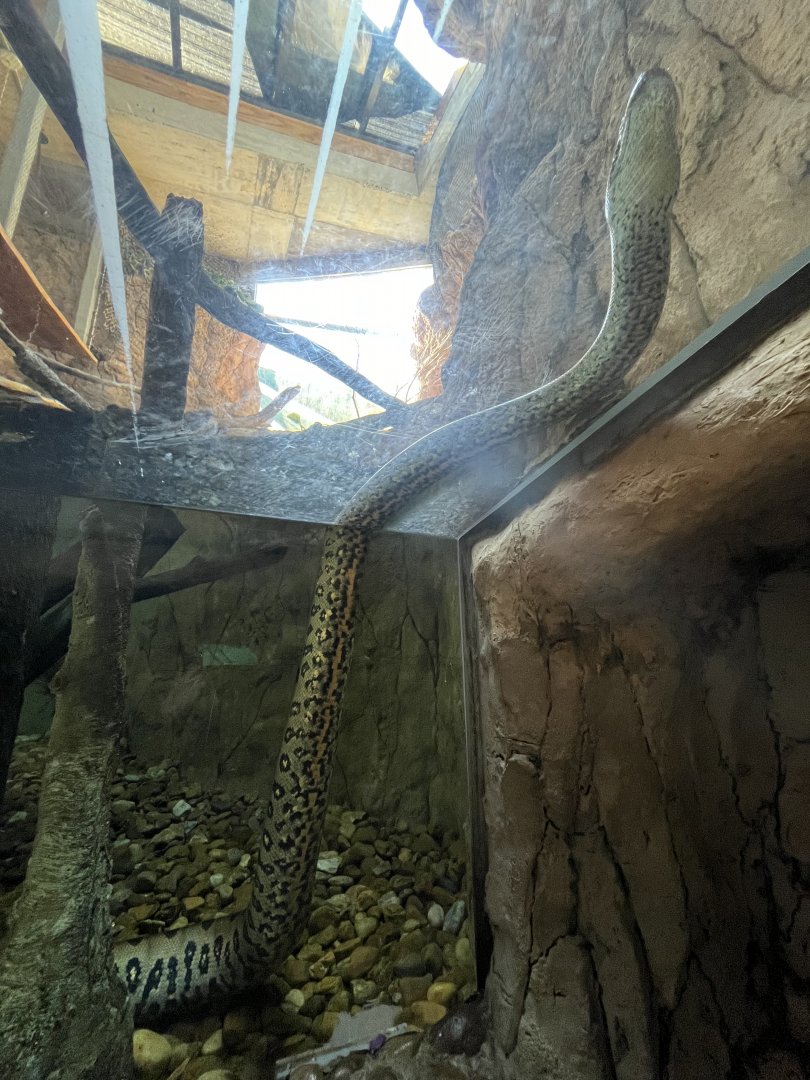 Pantanal-Green Anaconda