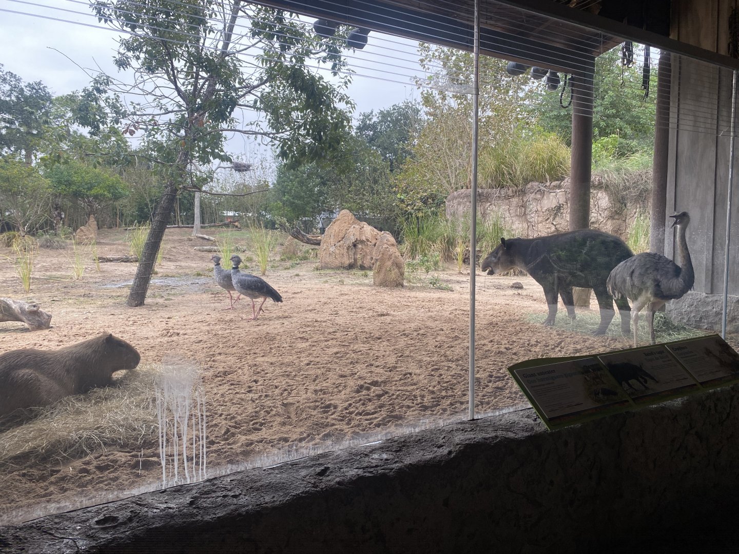 Pantanal has been replanted