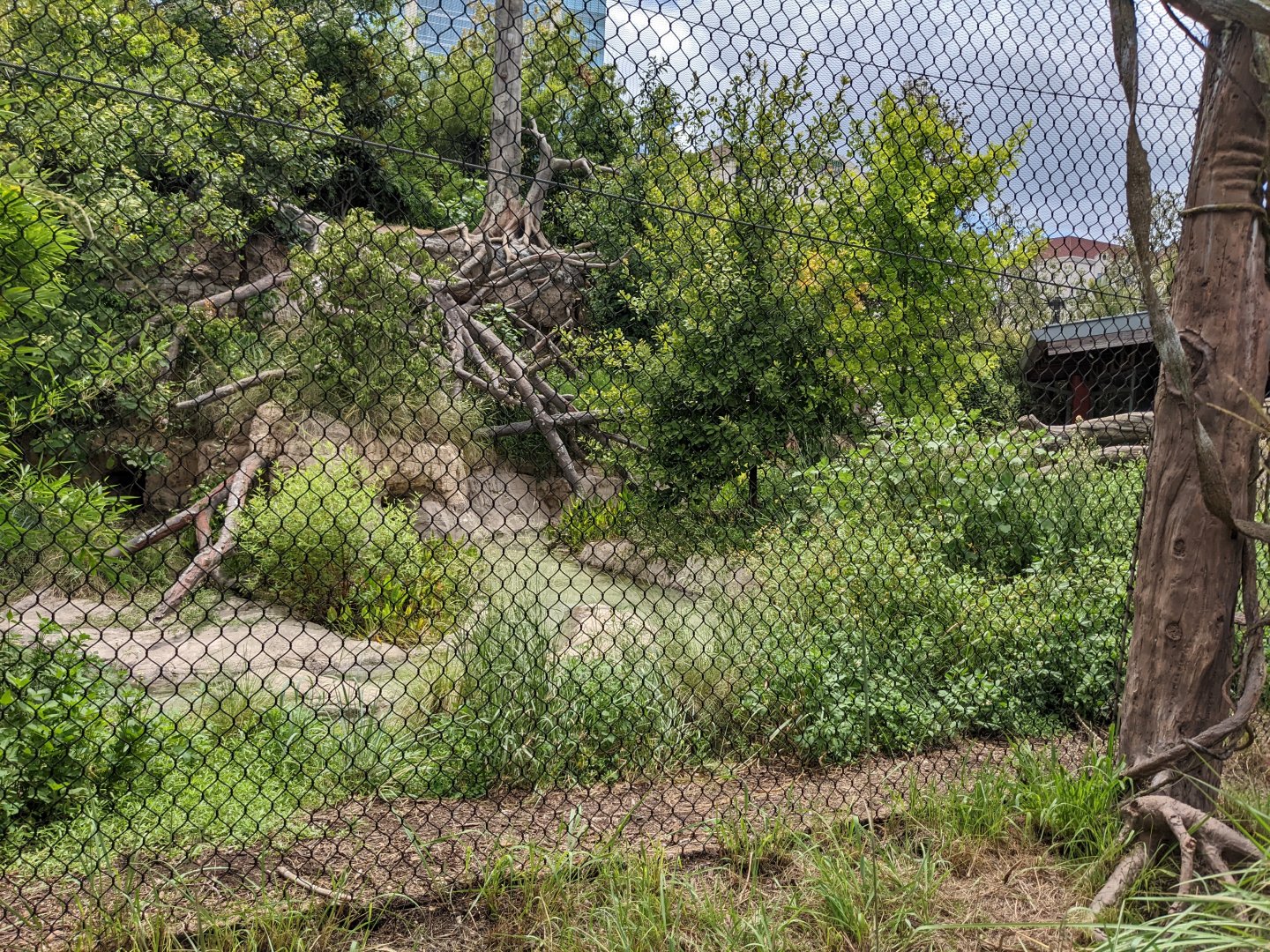 Pantanal - Jaguar (second view)