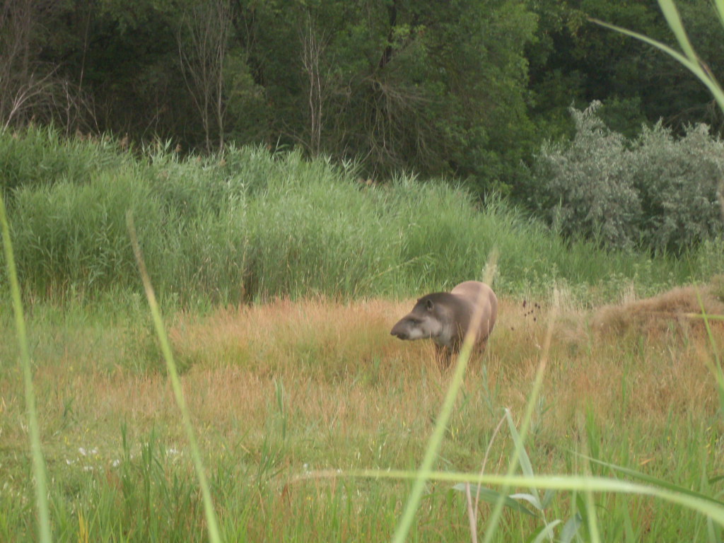 Pantanal mixed exhibit