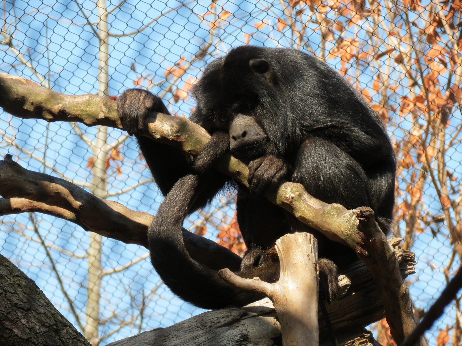 Pantanal - Mixed Primate Exhibit - Black-and-gold Howler Monkey