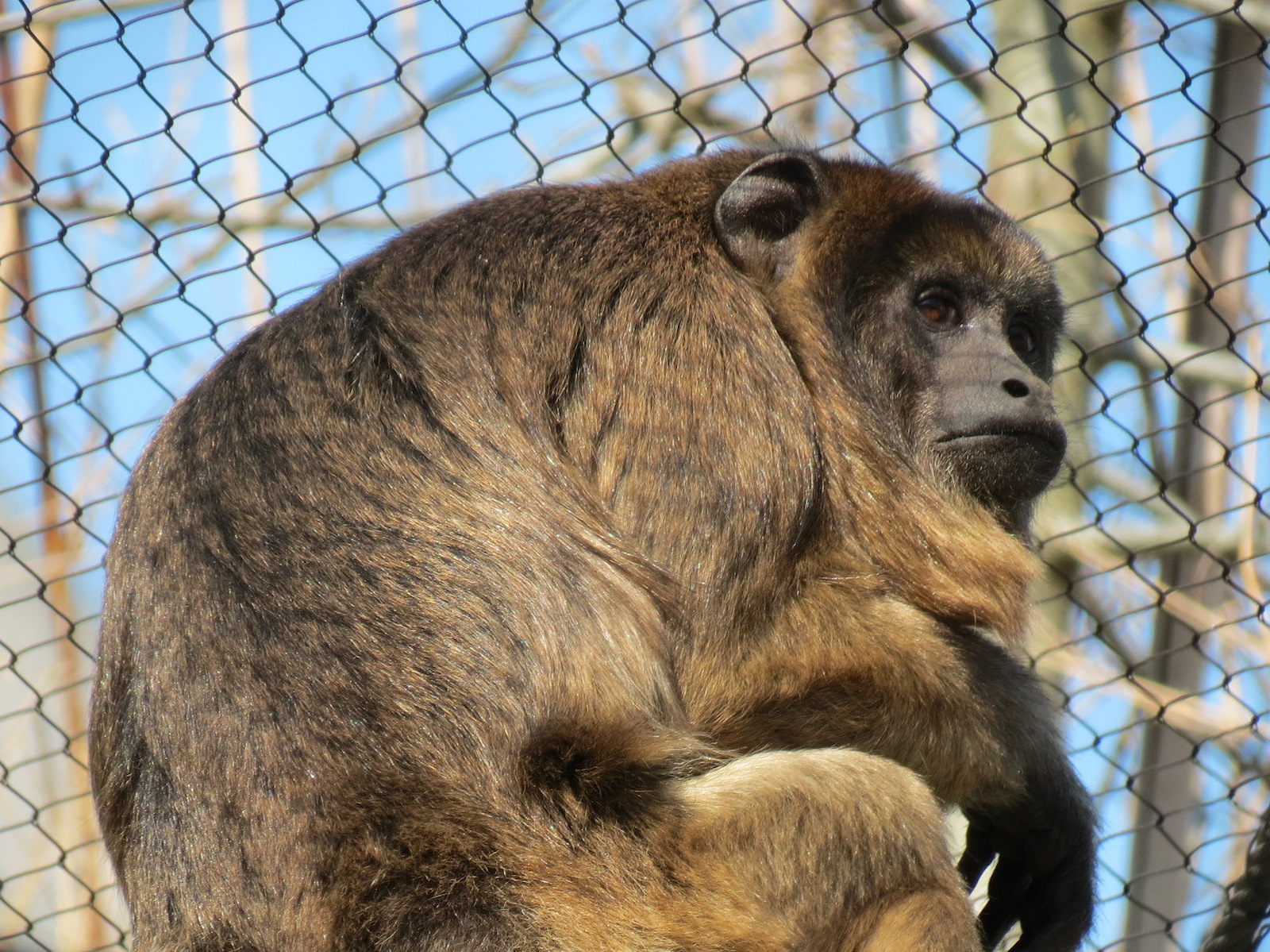 Pantanal - Mixed Primate Exhibit - Black-and-gold Howler Monkey