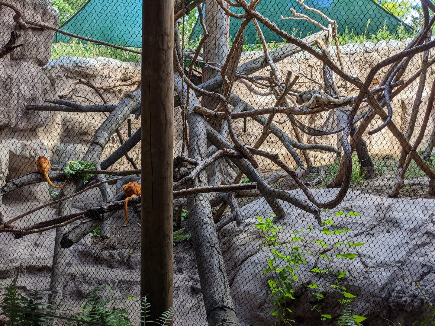 Pantanal - mixed primates