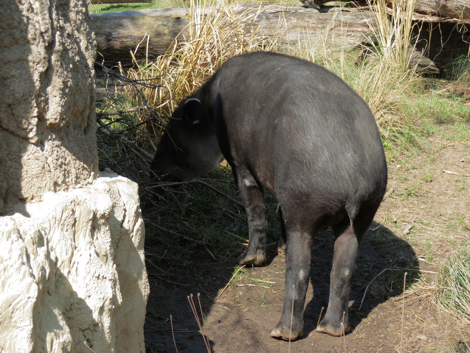 Pantanal - Mixed Species Exhibit - Baird's Tapir