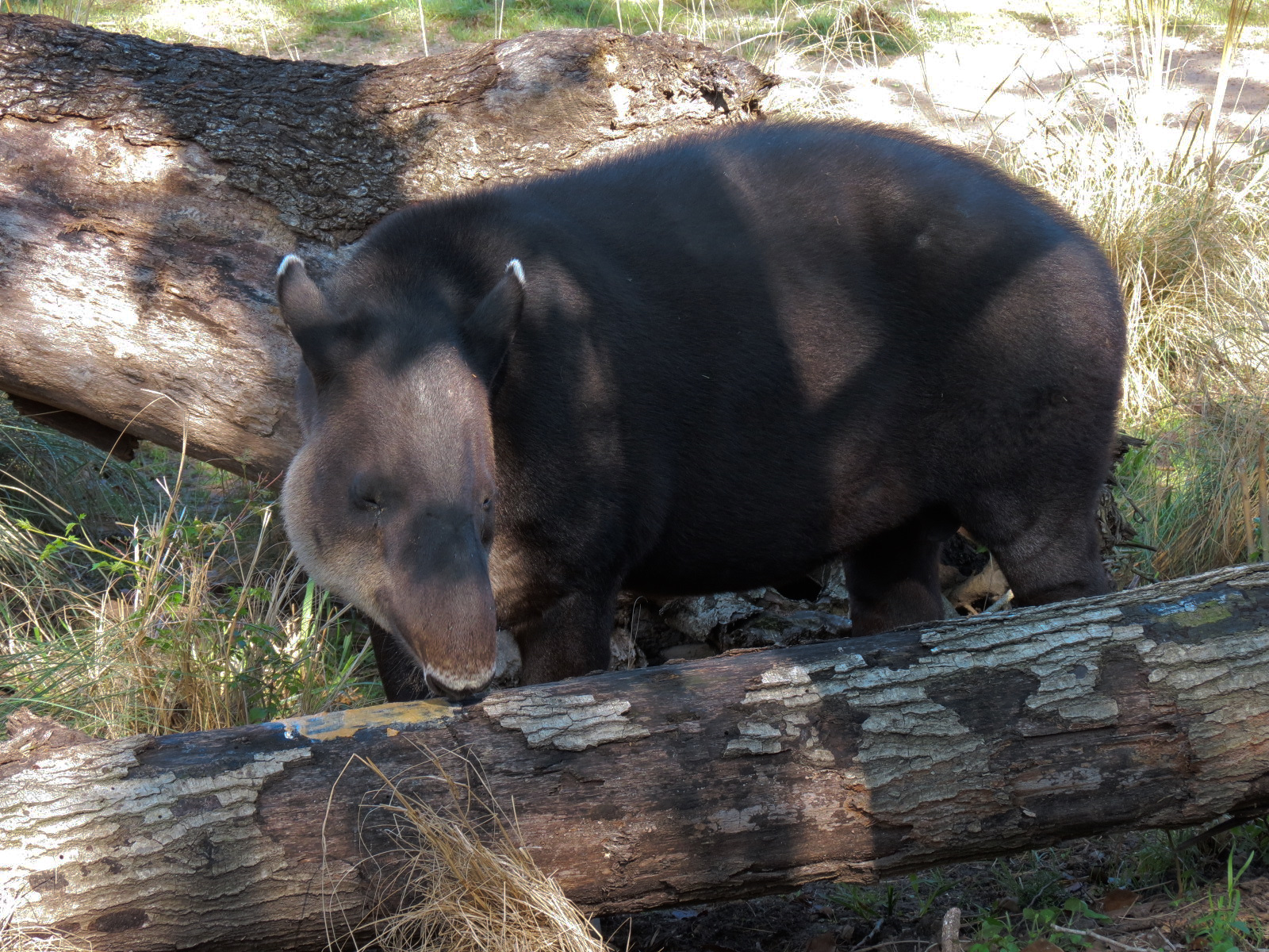 Pantanal - Mixed Species Exhibit - Baird's Tapir
