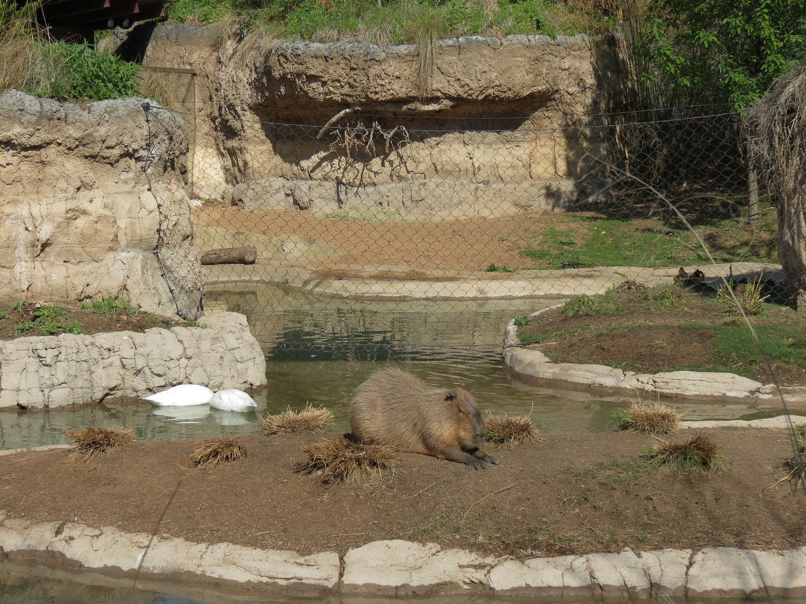 Pantanal - Mixed Species Exhibit - Capybara