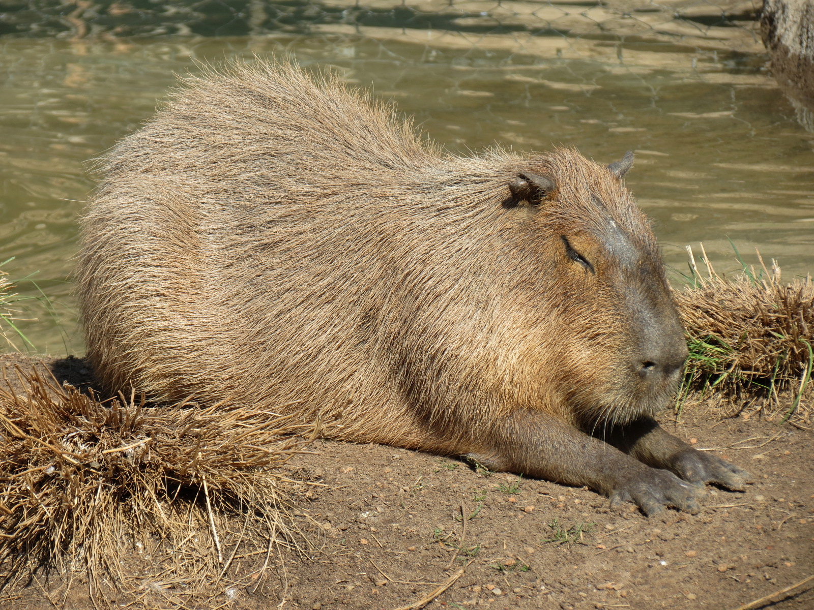 Pantanal - Mixed Species Exhibit - Capybara