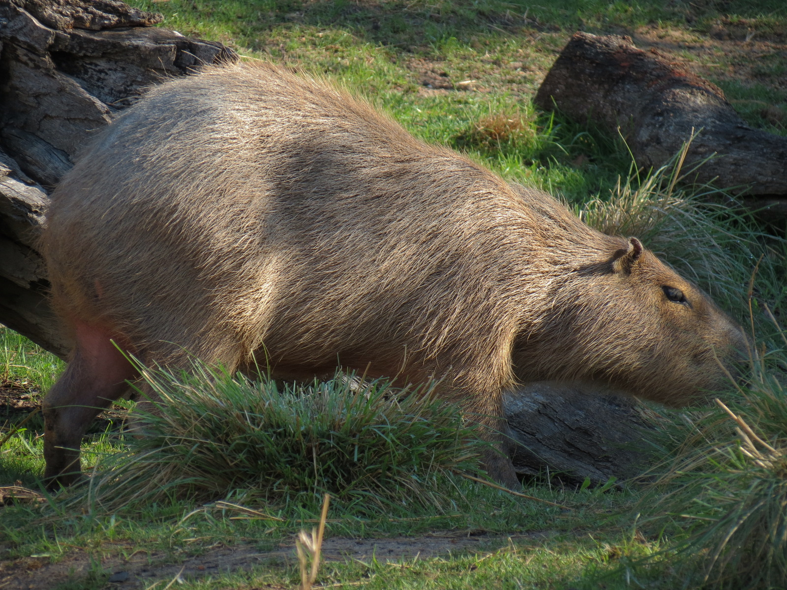 Pantanal - Mixed Species Exhibit - Capybara