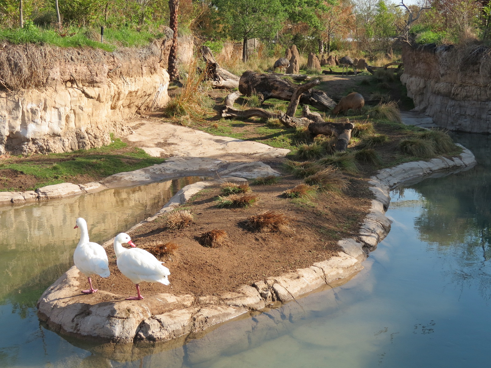 Pantanal - Mixed Species Exhibit - Coscoroba Swan