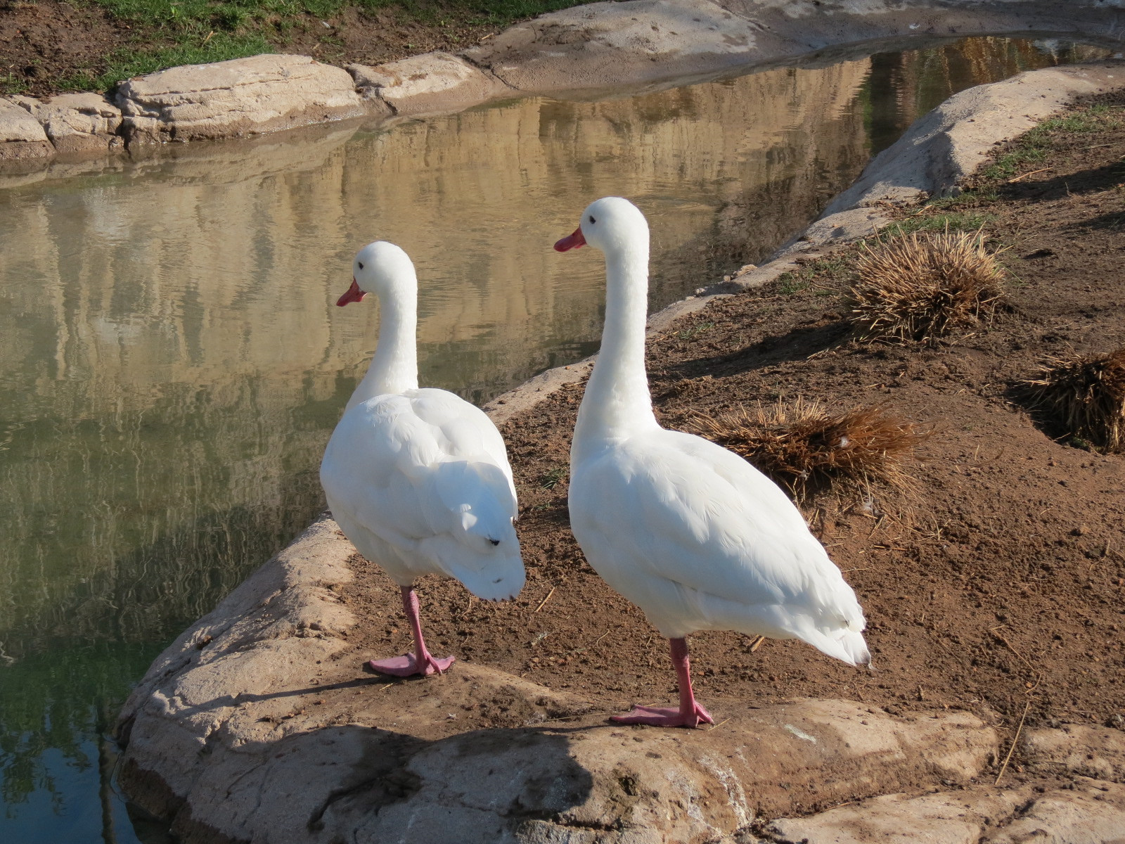 Pantanal - Mixed Species Exhibit - Coscoroba Swan