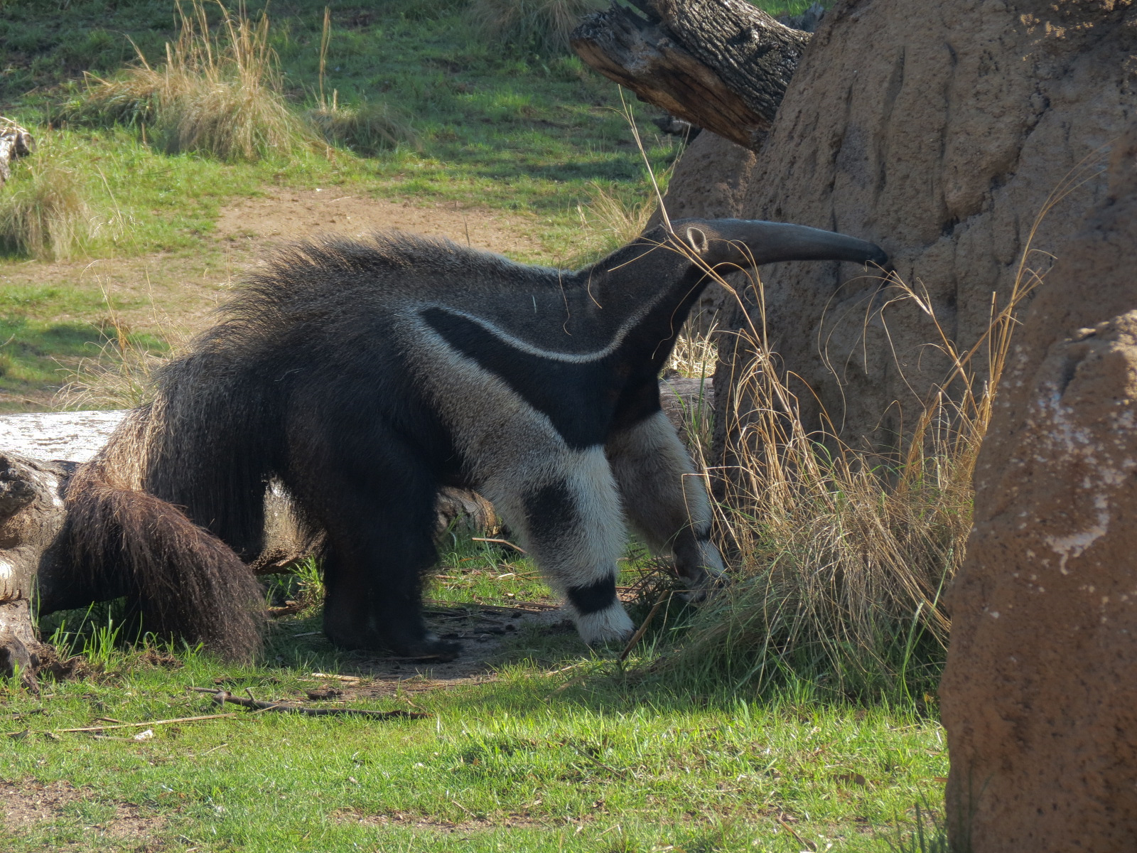Pantanal - Mixed Species Exhibit - Giant Anteater