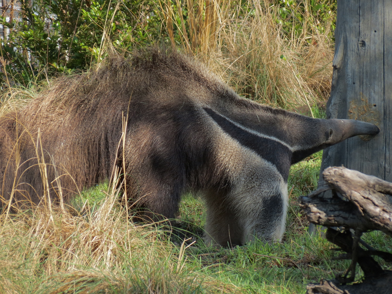 Pantanal - Mixed Species Exhibit - Giant Anteater