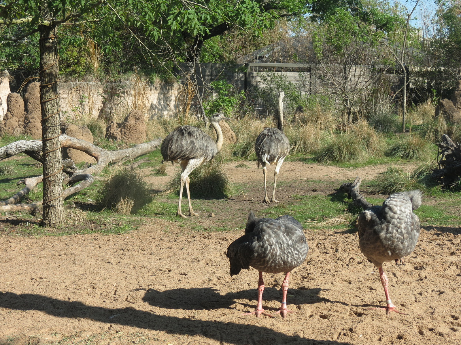 Pantanal - Mixed Species Exhibit - Greater Rhea and Southern Crested Screamer