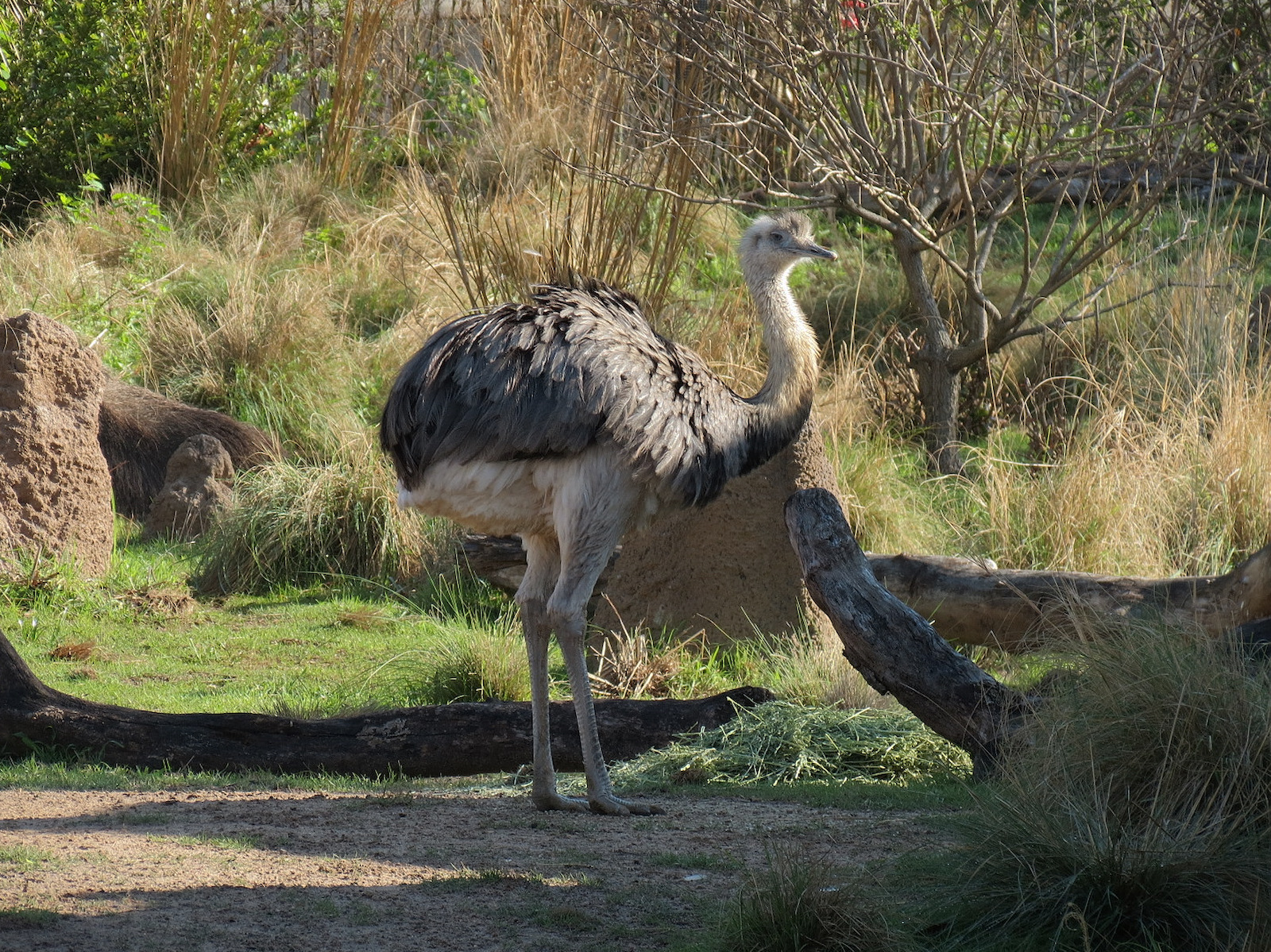 Pantanal - Mixed Species Exhibit - Greater Rhea