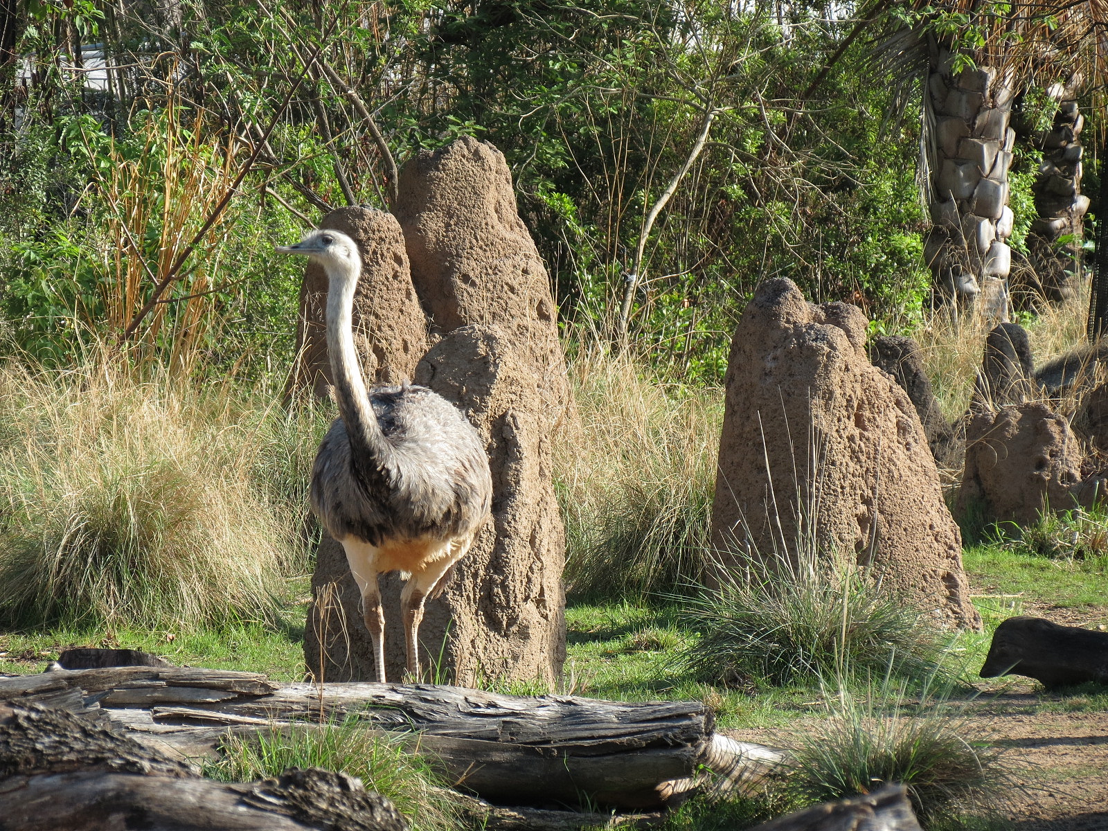 Pantanal - Mixed Species Exhibit - Greater Rhea
