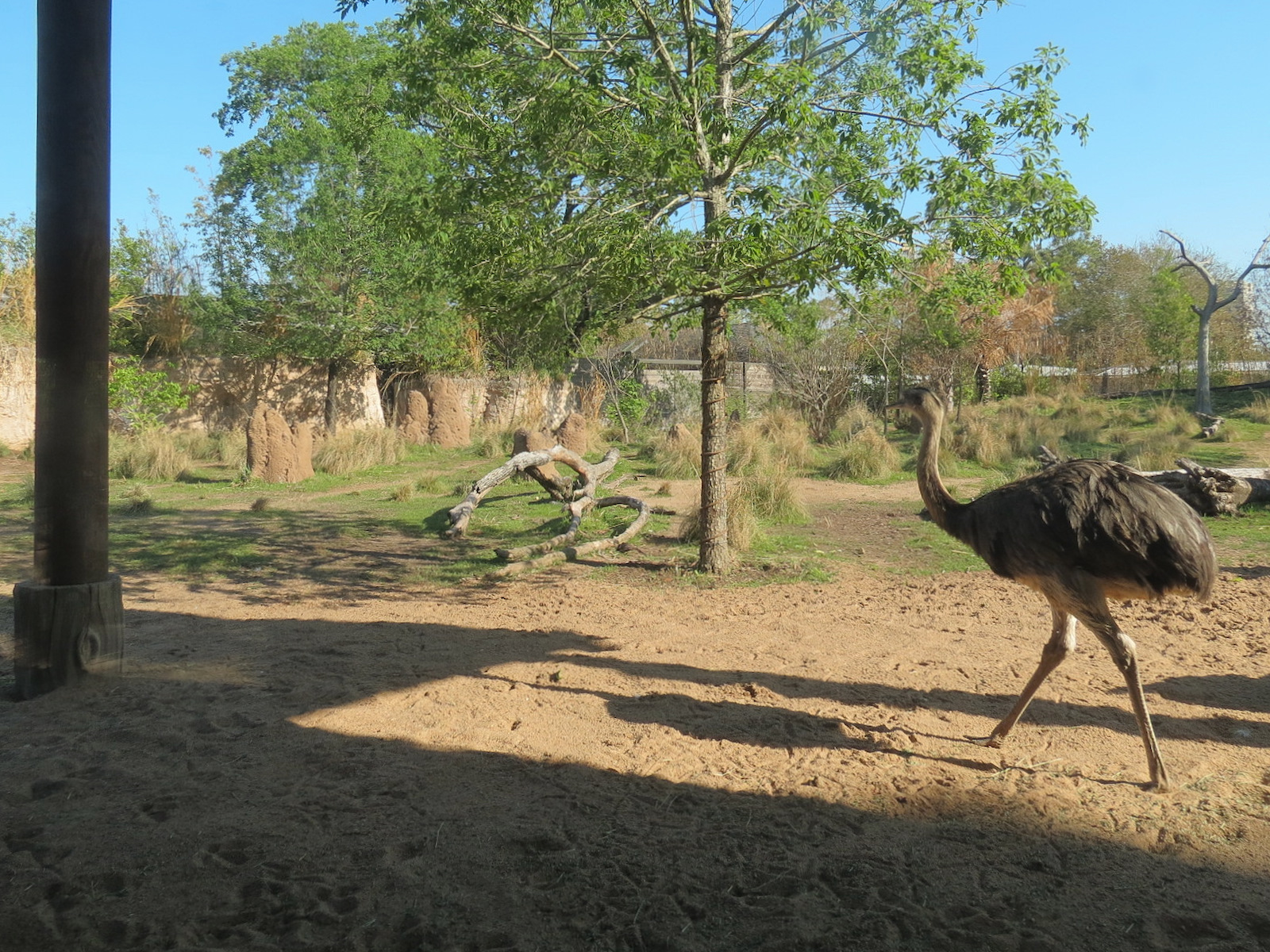 Pantanal - Mixed Species Exhibit - Greater Rhea