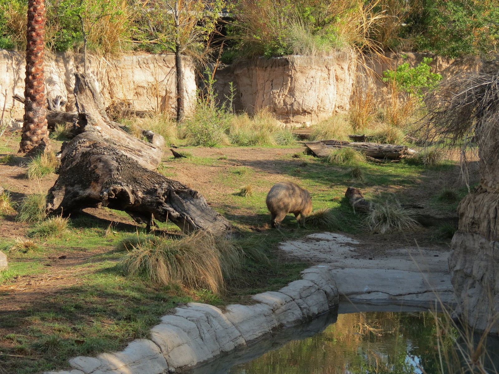 Pantanal - Mixed Species Exhibit - Interior