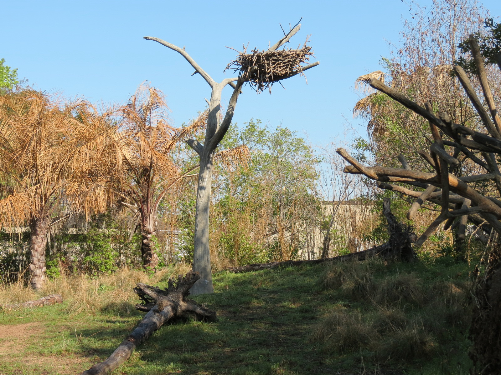 Pantanal - Mixed Species Exhibit - Simulated Jabiru Stork Nest