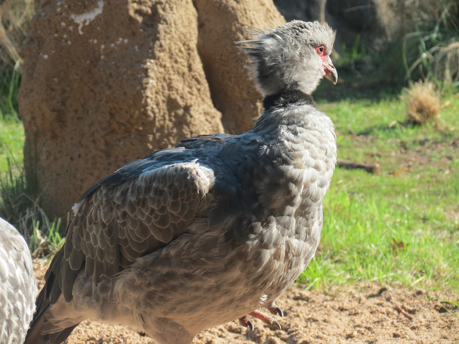 Pantanal - Mixed Species Exhibit - Southern Crested Screamer