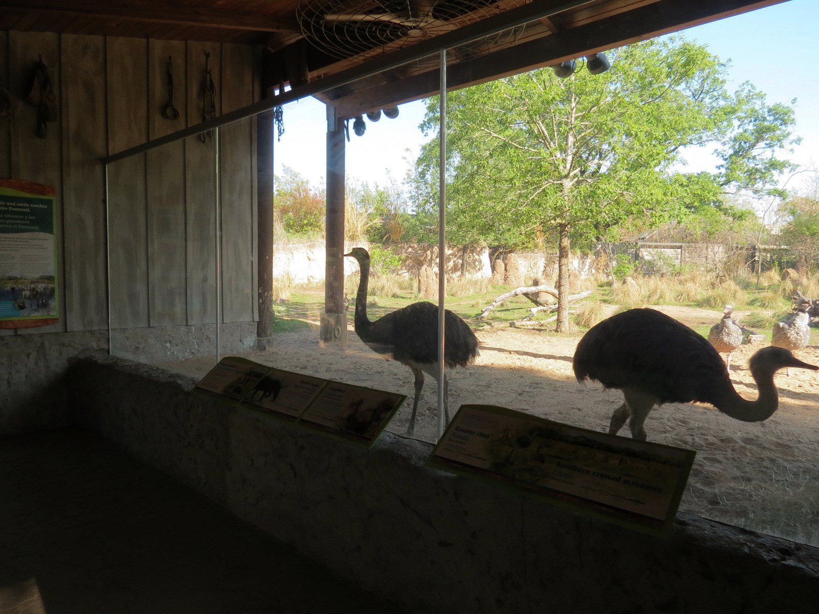 Pantanal - Mixed Species Exhibit - Viewing Shelter - Greater Rhea