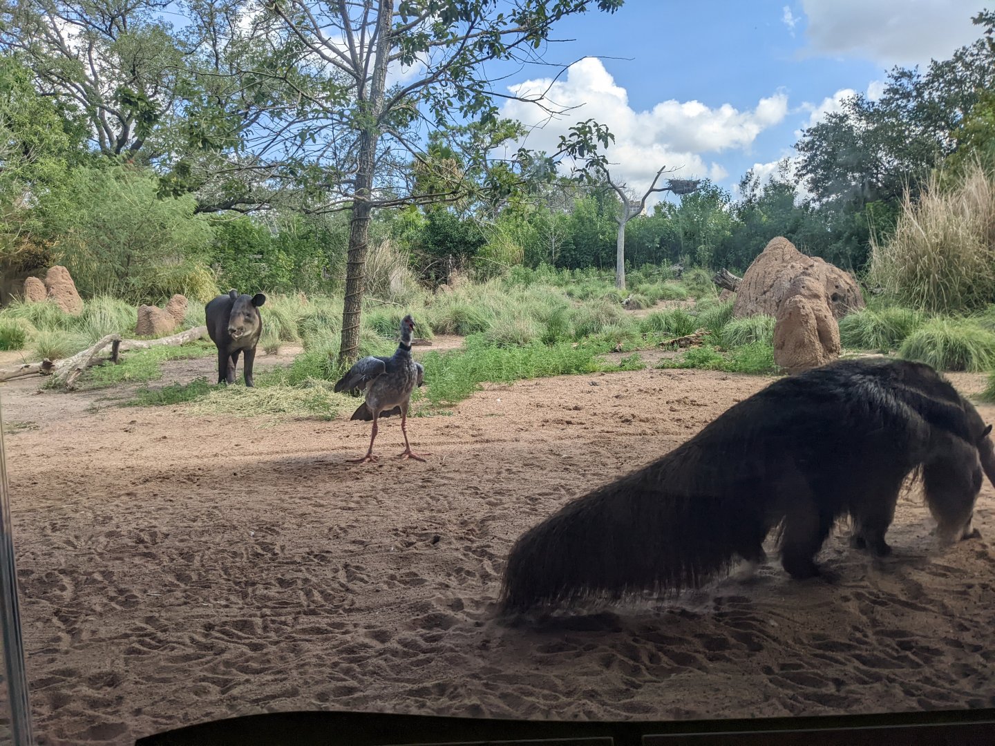 Pantanal - Mixed Species (the "money shot")