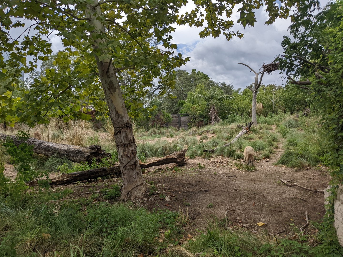 Pantanal - Mixed species (viewing 2)