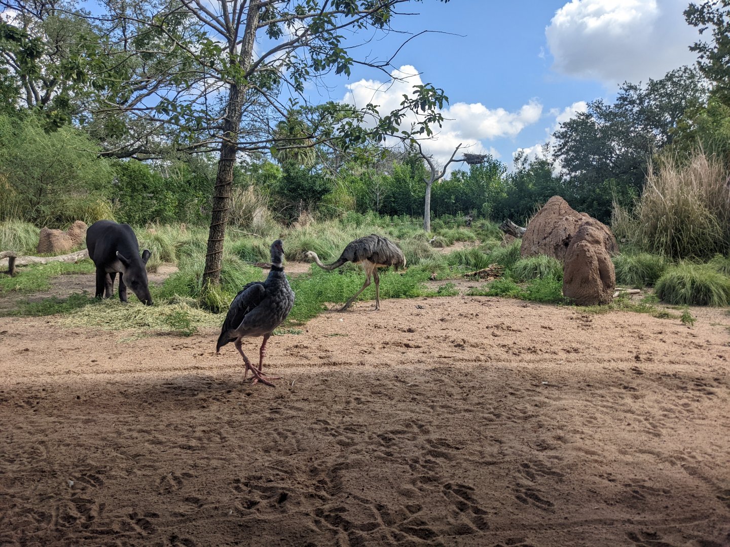 Pantanal - mixed species