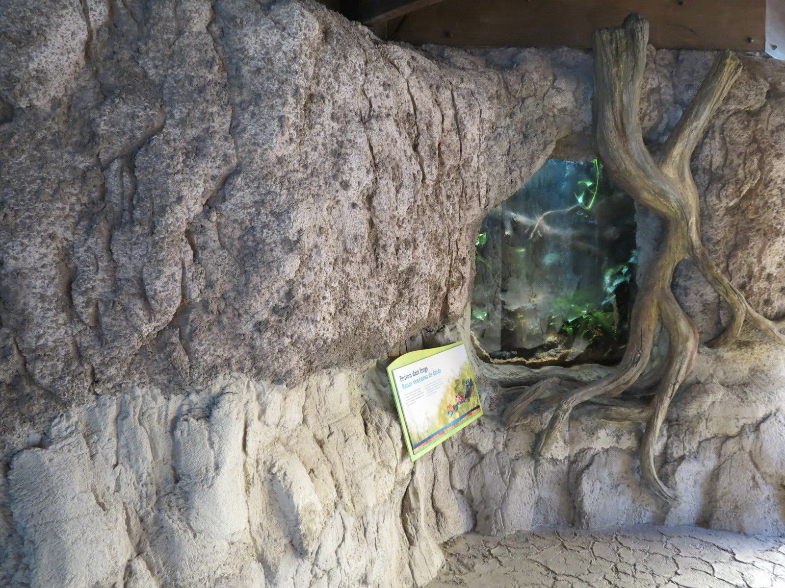 Pantanal - Poison Dart Frog Exhibit