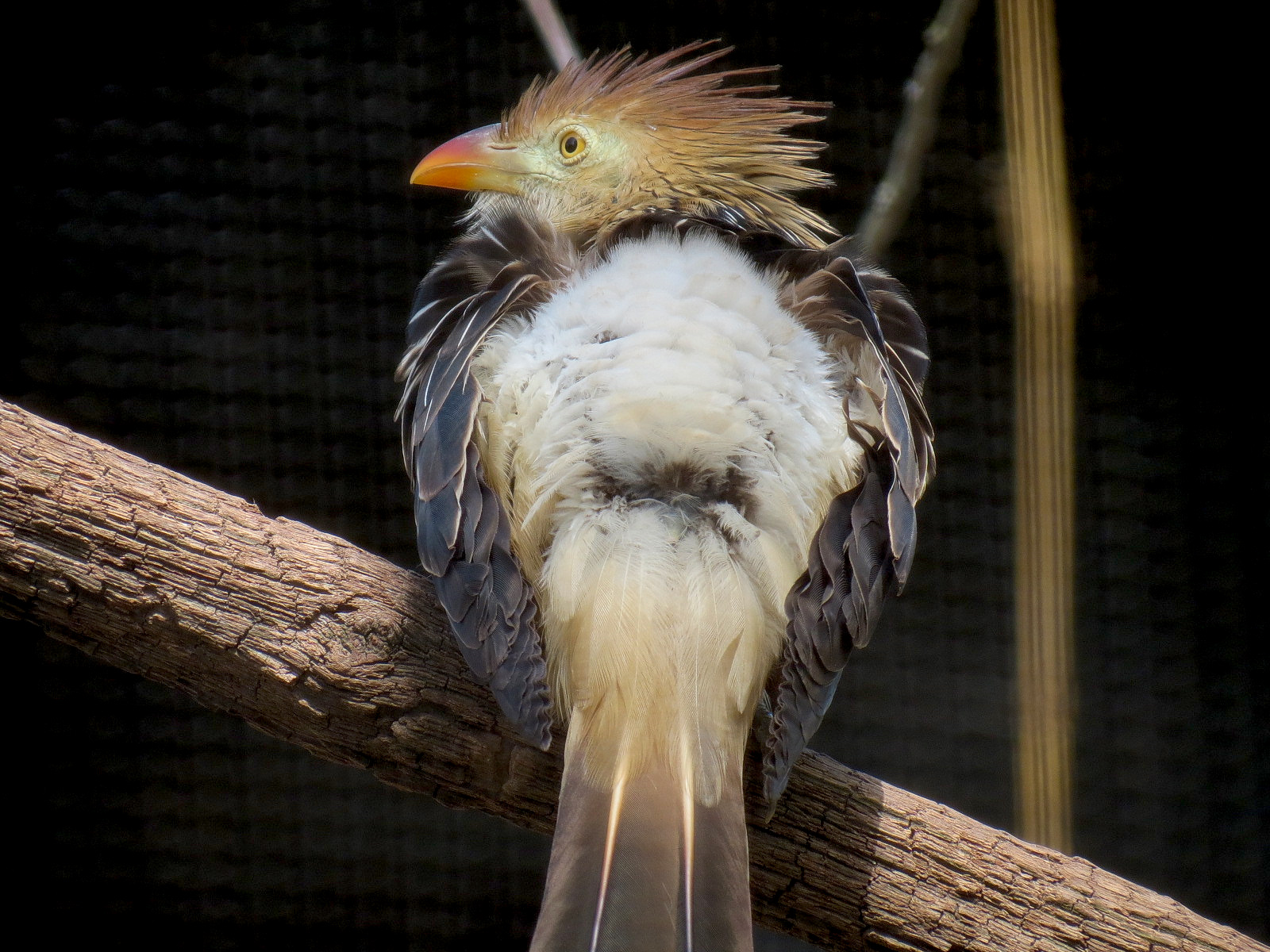 Pantanal - Refurbished Aviary - Guira Cuckoo