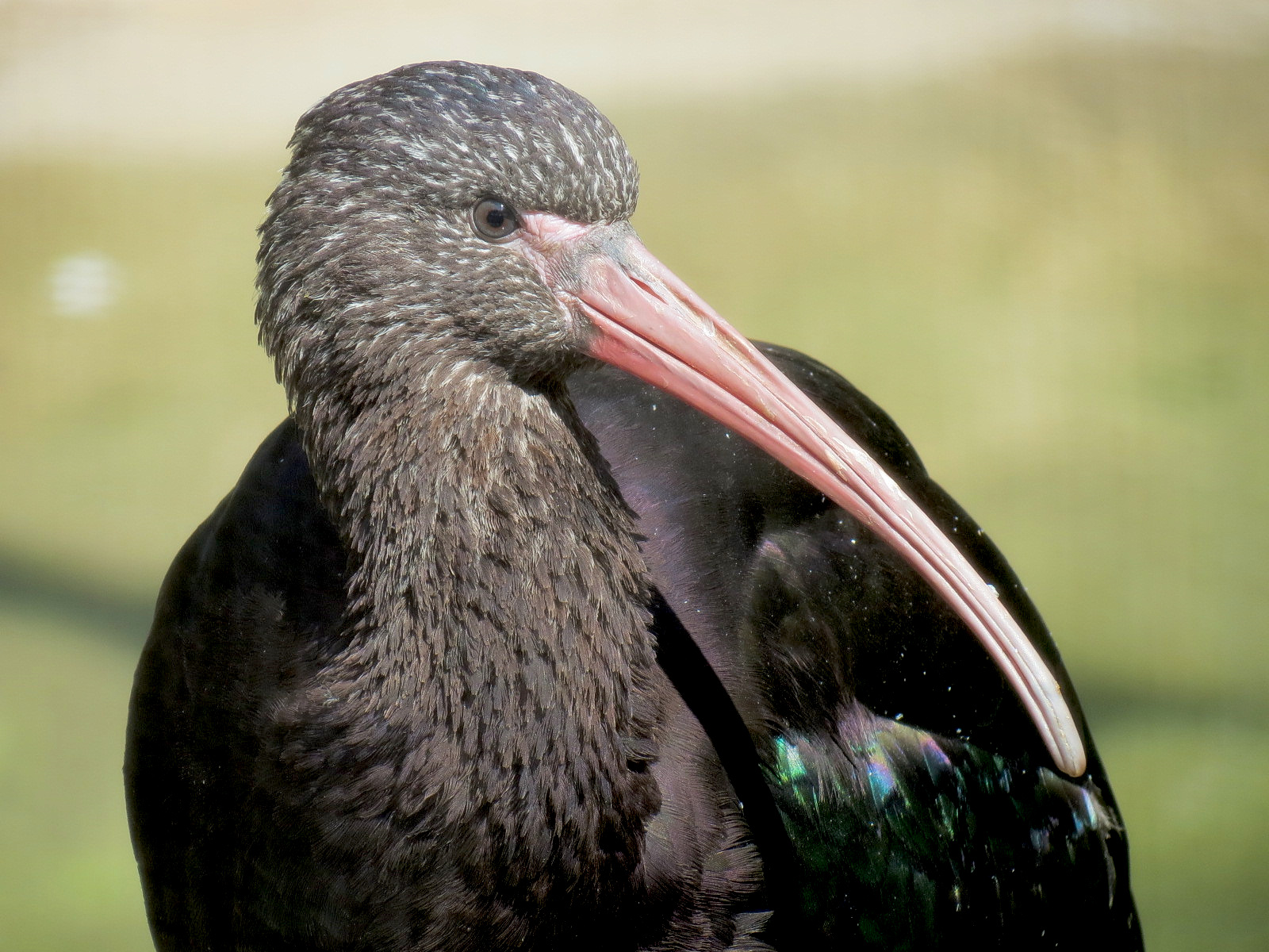 Pantanal - Refurbished Aviary - Puna Ibis