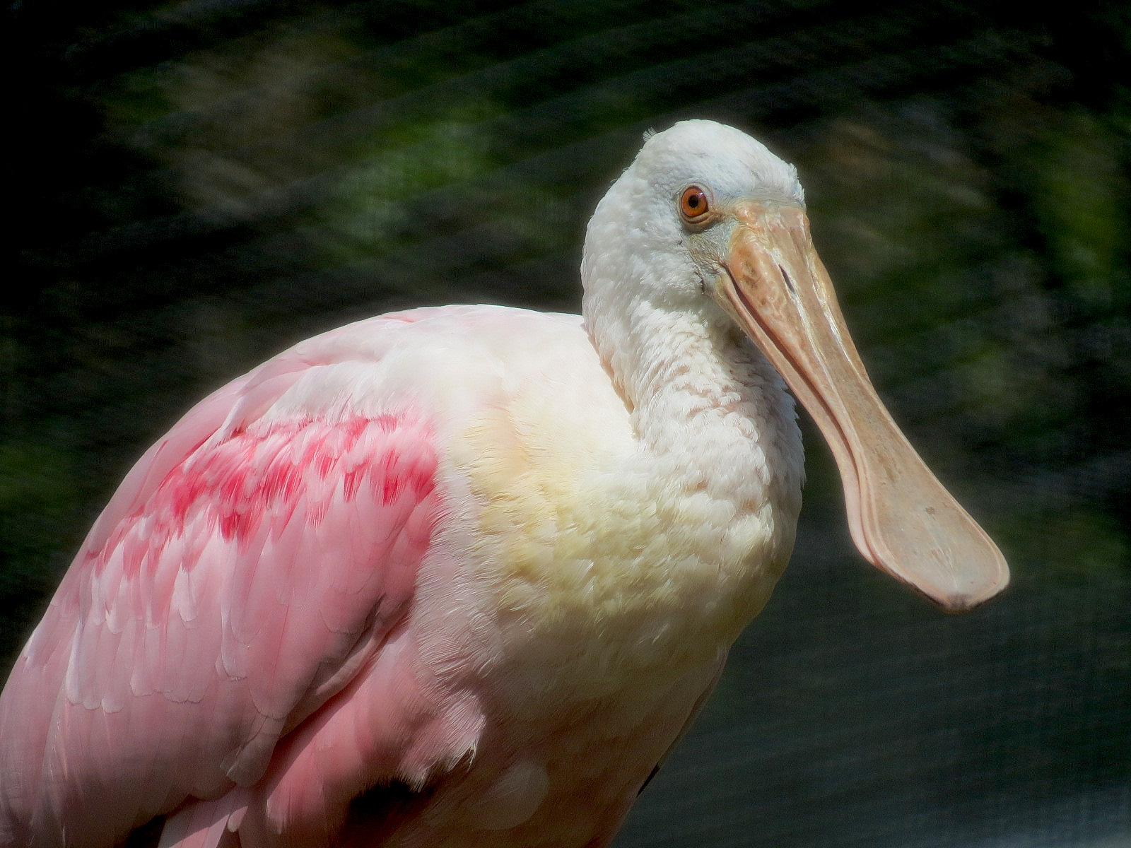 Pantanal - Refurbished Aviary - Roseate Spoonbill
