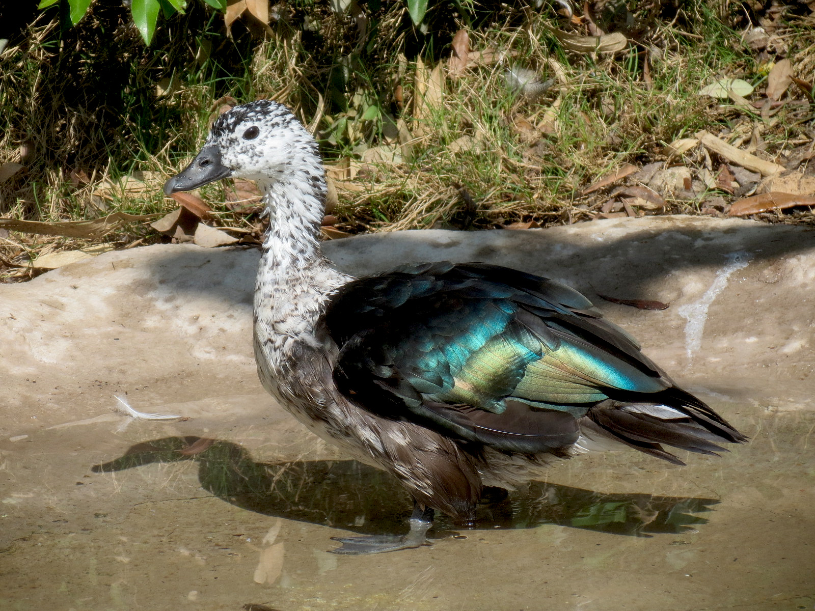 Pantanal - Refurbished Aviary - South American Comb Duck