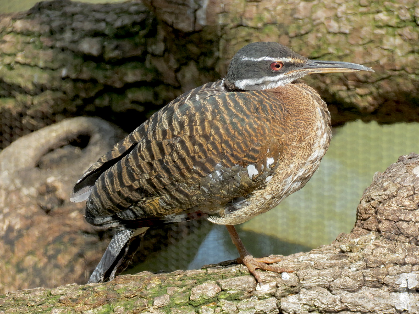 Pantanal - Refurbished Aviary - Sunbittern