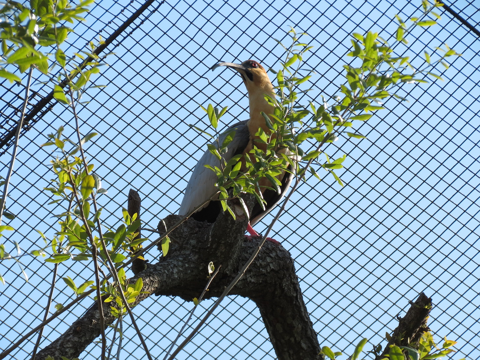 Pantanal - Refurbished Walk-through Aviary - Black-faced Ibis