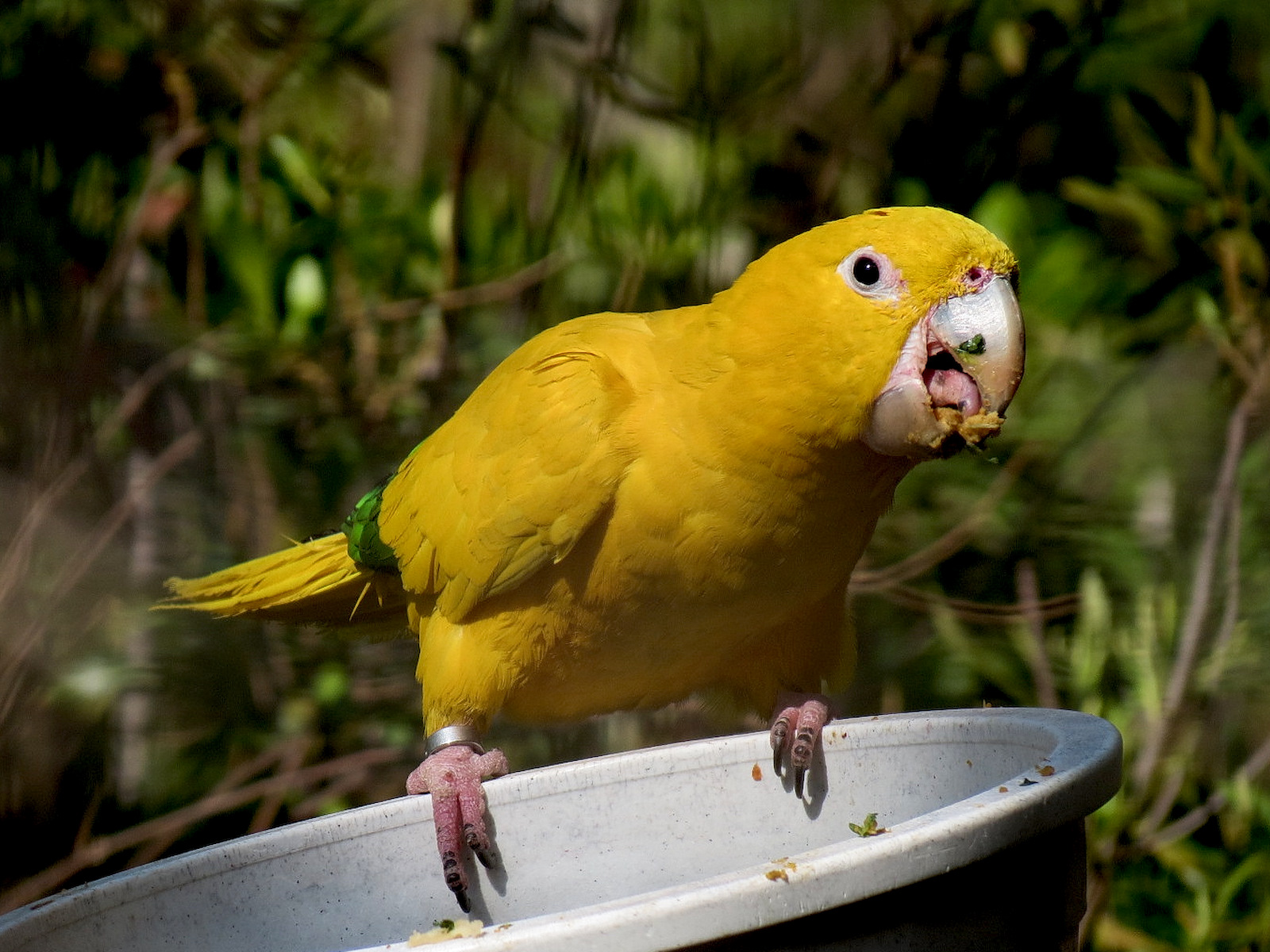 Pantanal - Refurbished Walk-through Aviary - Golden Conure
