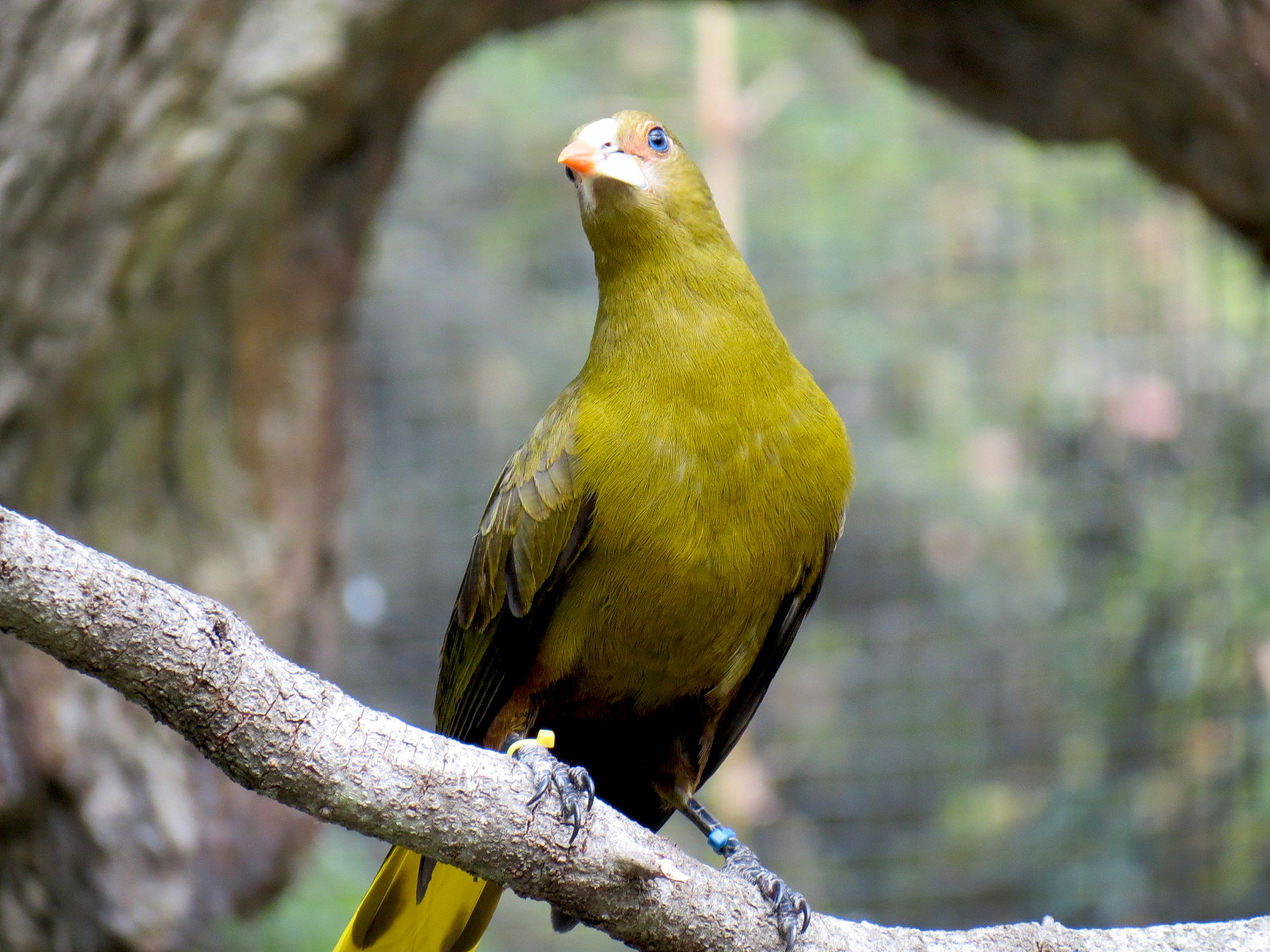 Pantanal - Refurbished Walk-through Aviary - Green Oropendola