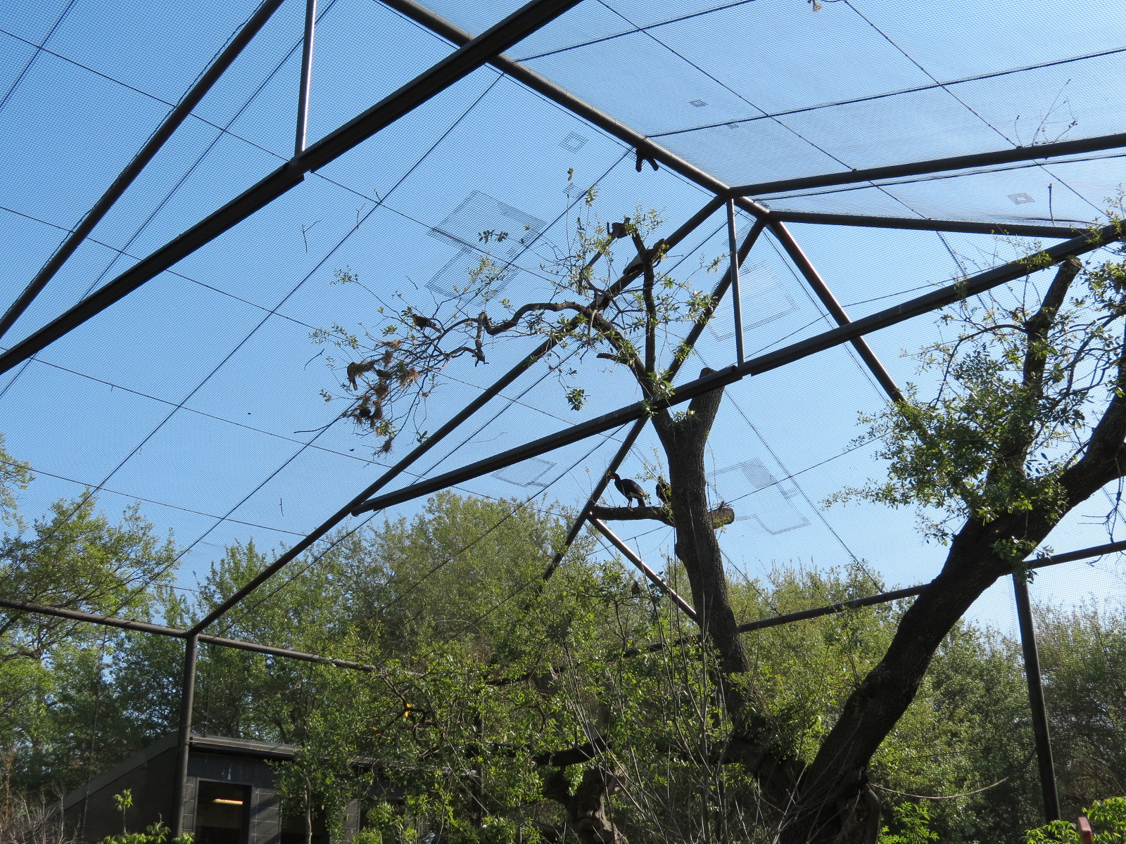 Pantanal - Refurbished Walk-through Aviary - Interior