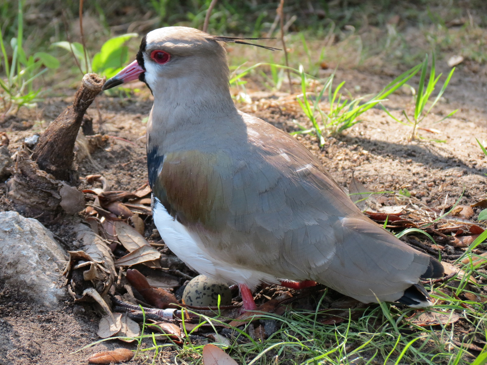 Pantanal - Refurbished Walk-through Aviary - Southern Lapwing