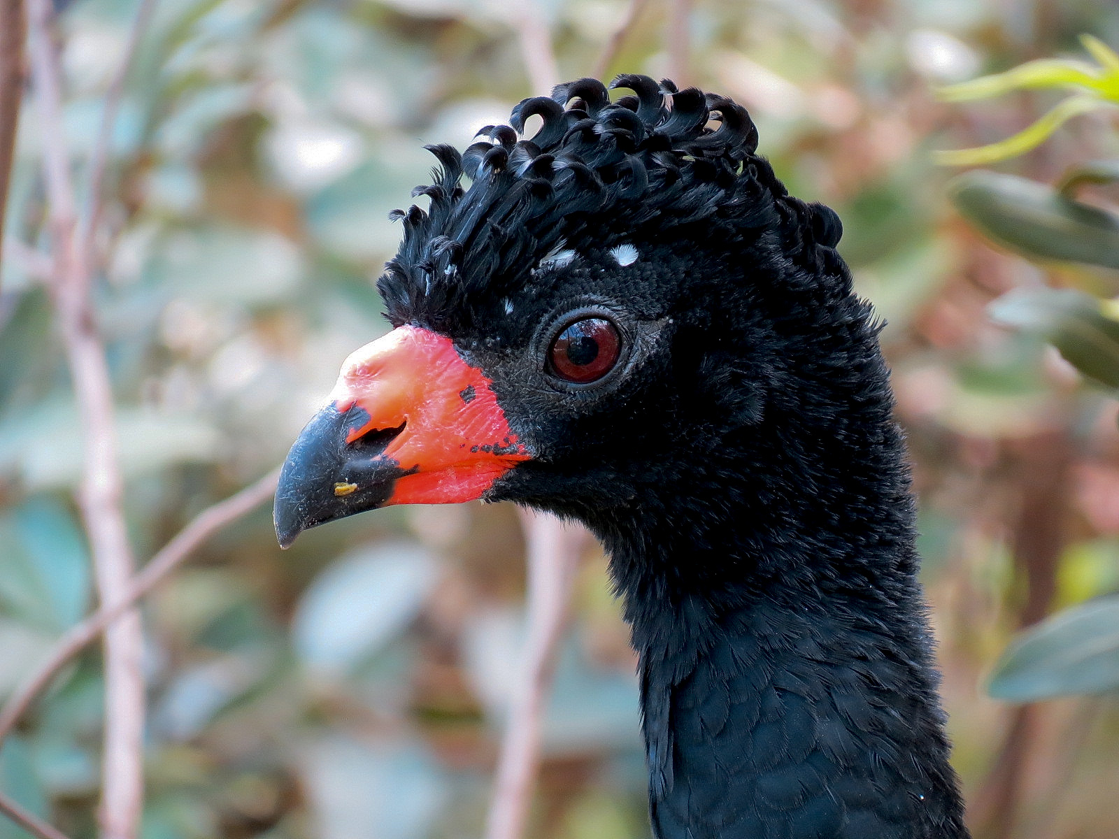 Pantanal - Refurbished Walk-through Aviary - Wattled Curassow