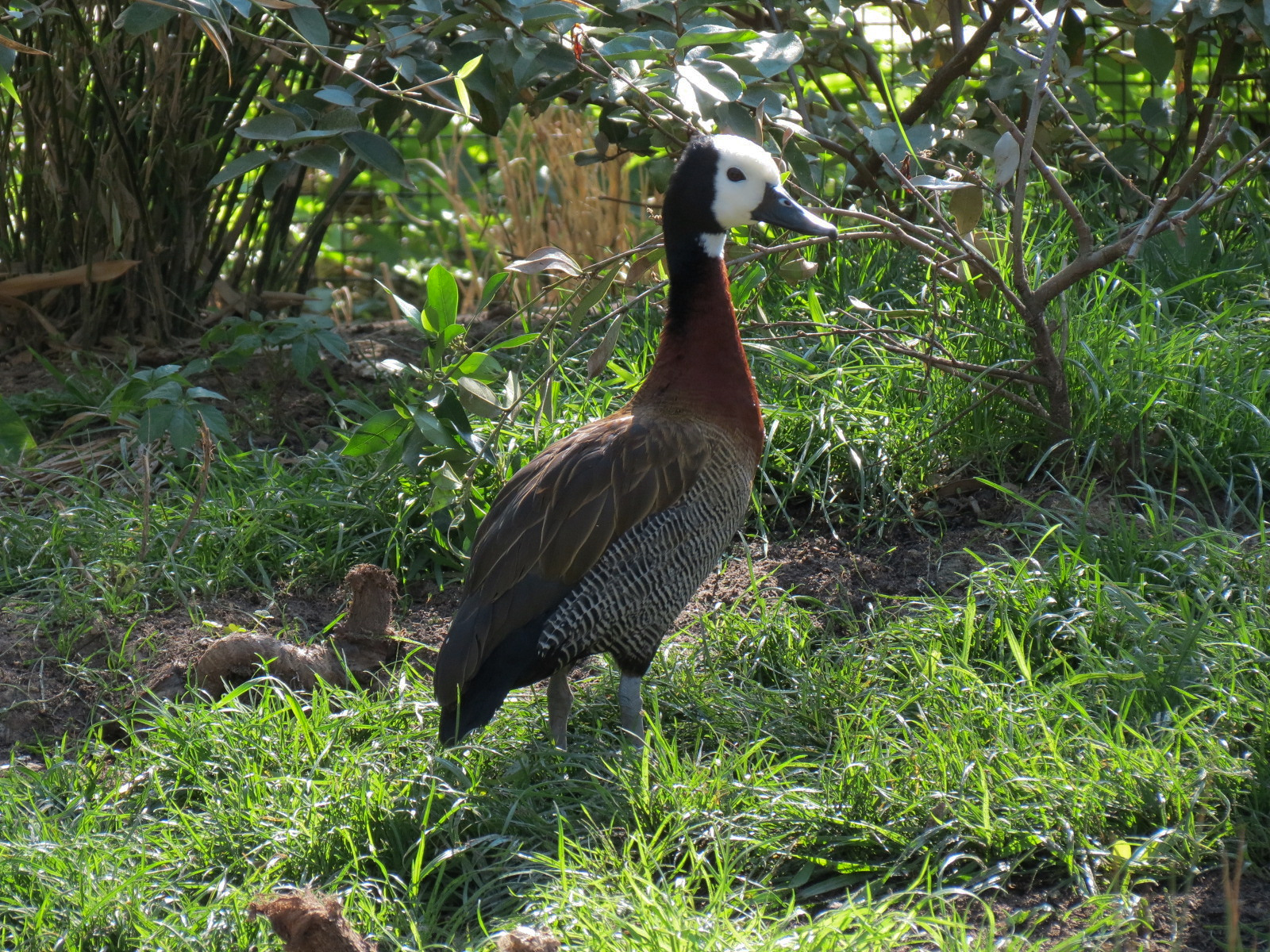 Pantanal - Refurbished Walk-through Aviary - White-faced Whistling Duck