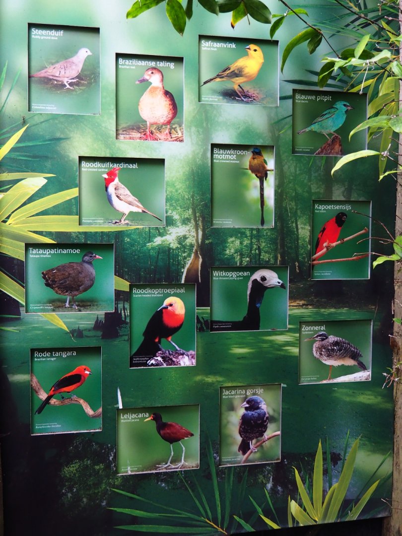Pantanal section of the tropical hall species sign (Sep 2nd, 2018)