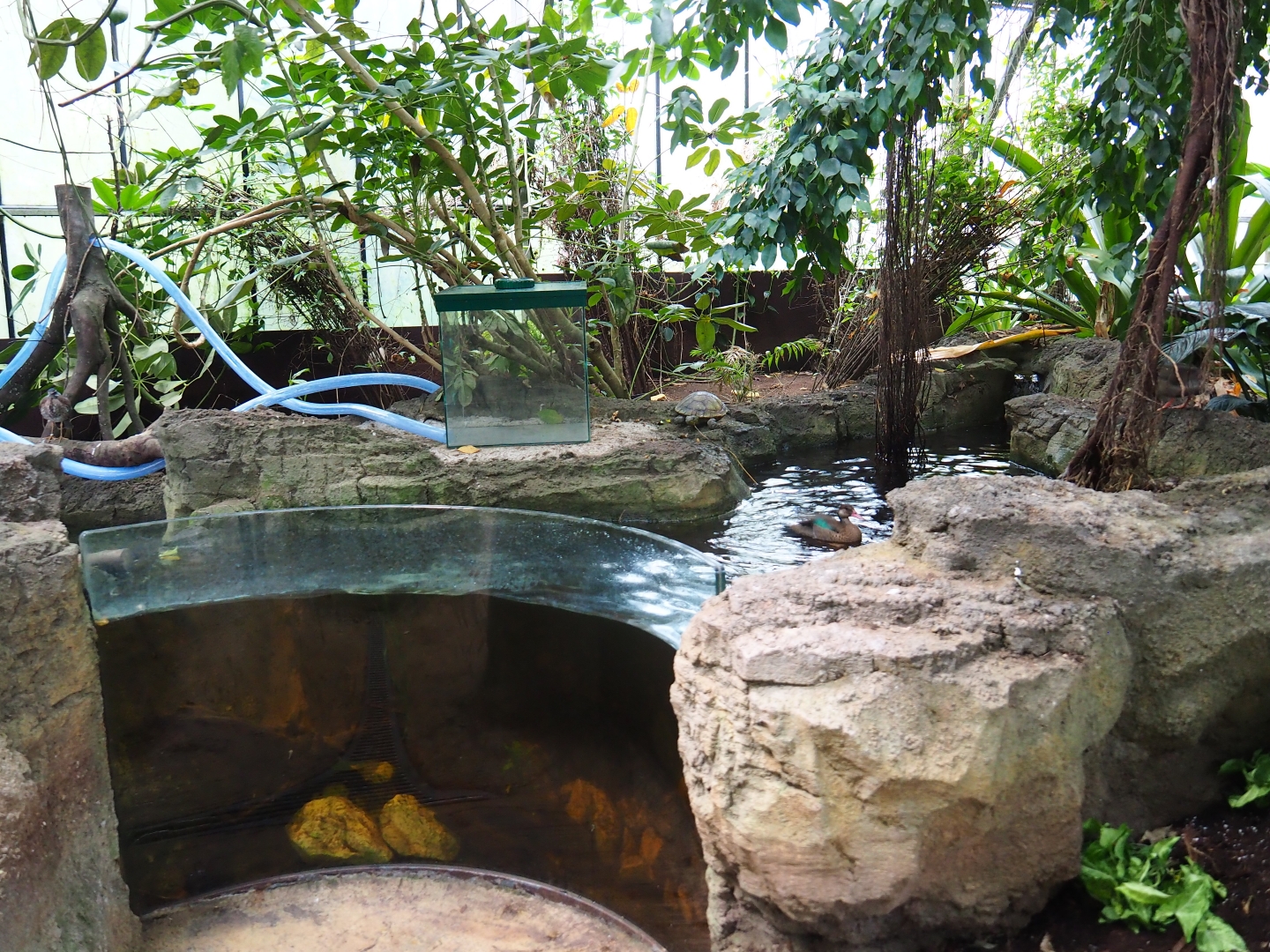 Pantanal section pool (Sep 2nd, 2018)