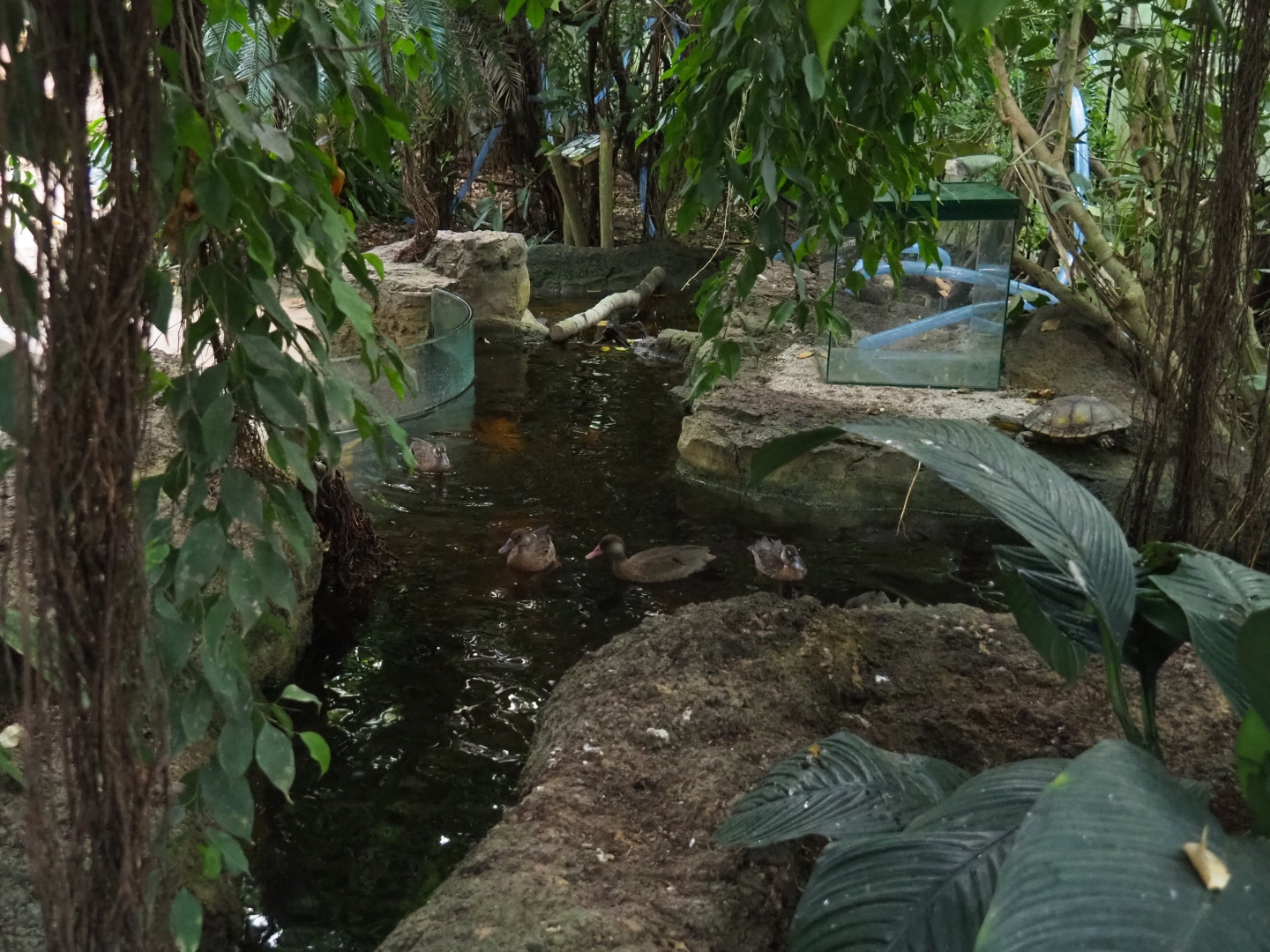 Pantanal section pool (Sep 2nd, 2018)