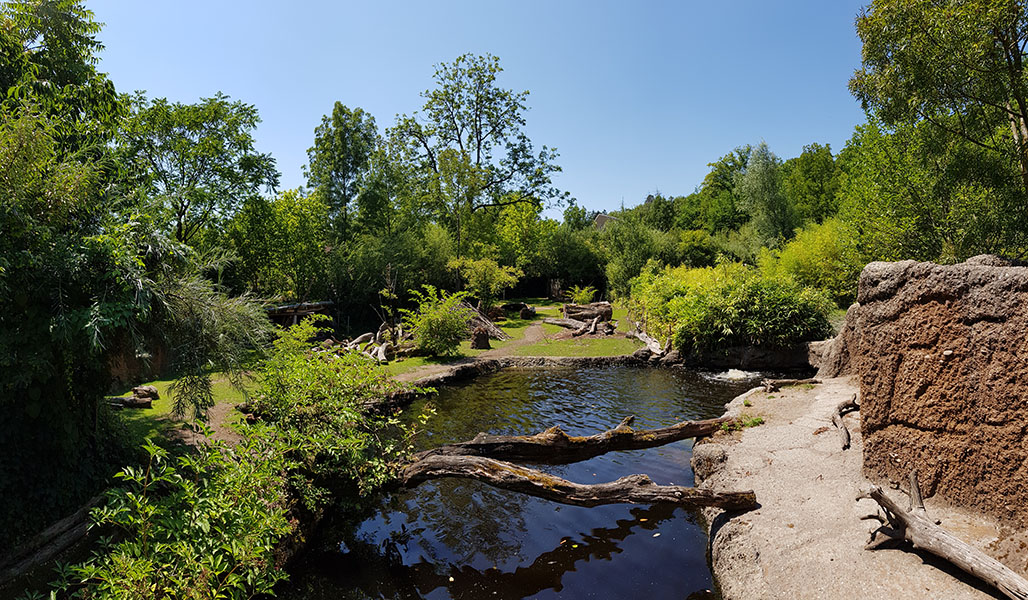 Pantanal; tapir, capibara, anteater & friends enclosure: Main section, viewpoint 2 panorama