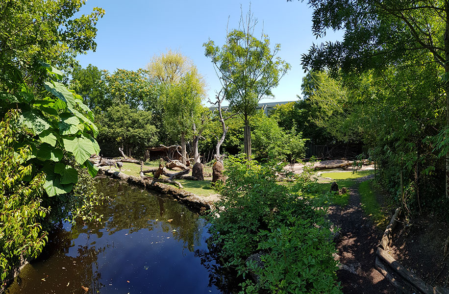 Pantanal; tapir, capibara, anteater & friends enclosure: Section 1, viewpoint 1
